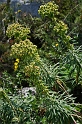 0282 Euphorbia characias